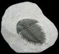Pseudosaukiandia? Trilobite - Early Cambrian #39841-1